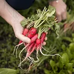 Relais & Chateaux Castel Fragsburg 5* Merano